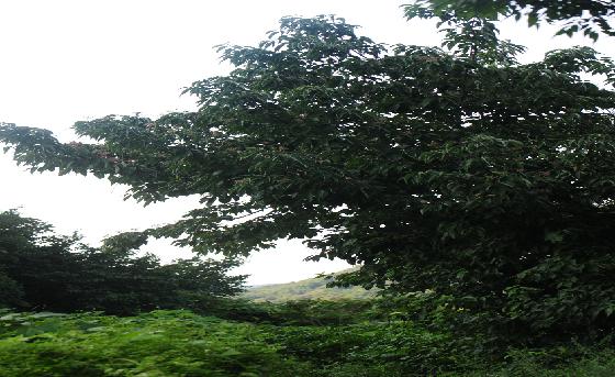 곰의말채나무[비추천명 : 곰말채나무]