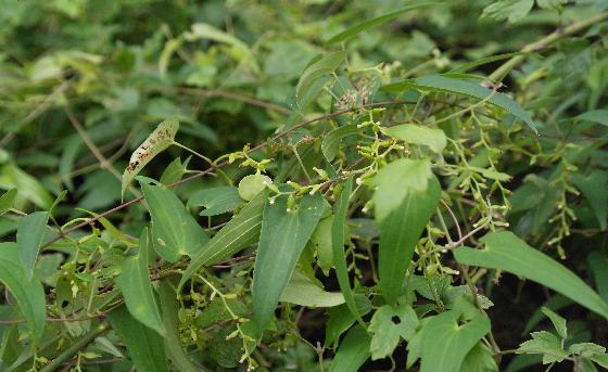 각시마[비추천명 : 애기마]