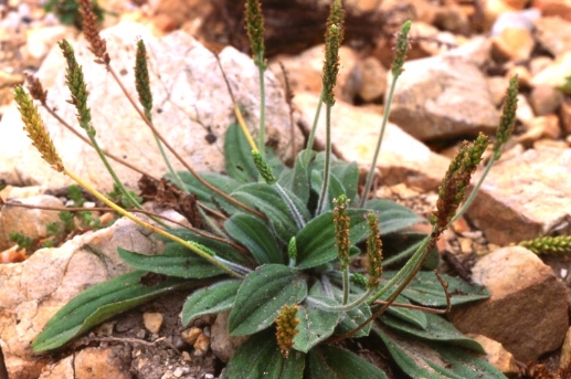 개질경이[비추천명 : 갯질경이]